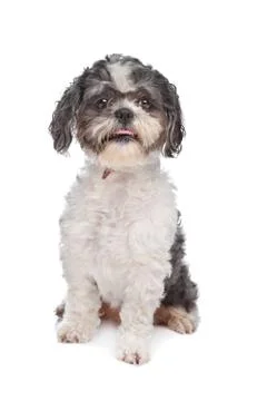 Shih Tzu Stock Photos
