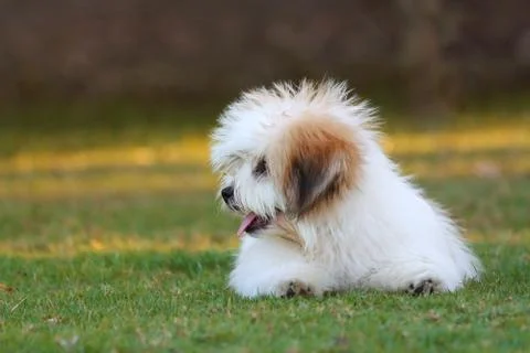 Shih Tzu Foto stock