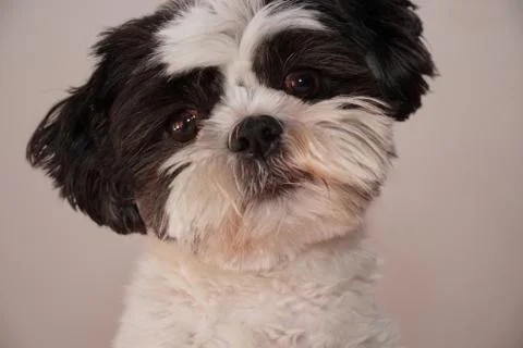 Shih Tzu Stock Photos
