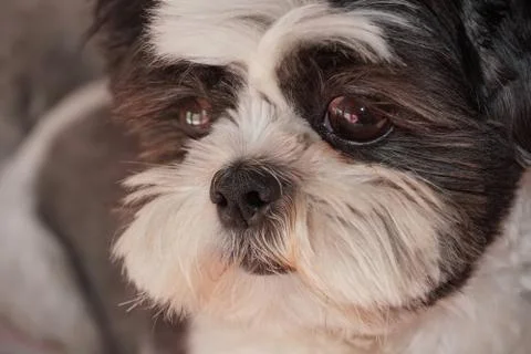 Shih tzu Stock Photos