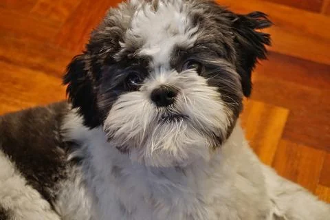 Shih Tzu Stock Photos