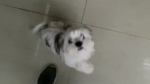 Shih Tzu Ready for playing Stock Footage 163370968