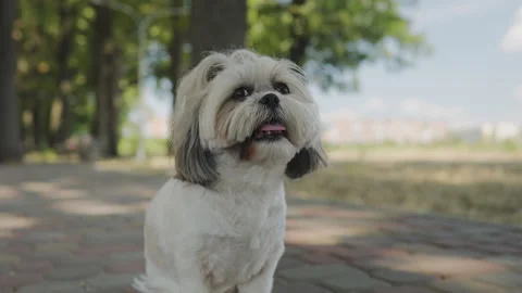 Shih Tzu sitting on a path in a park among trees Stock Footage 281240856
