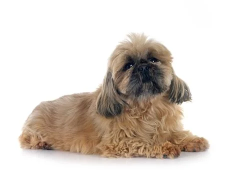 Shih tzu in studio Stock Photos