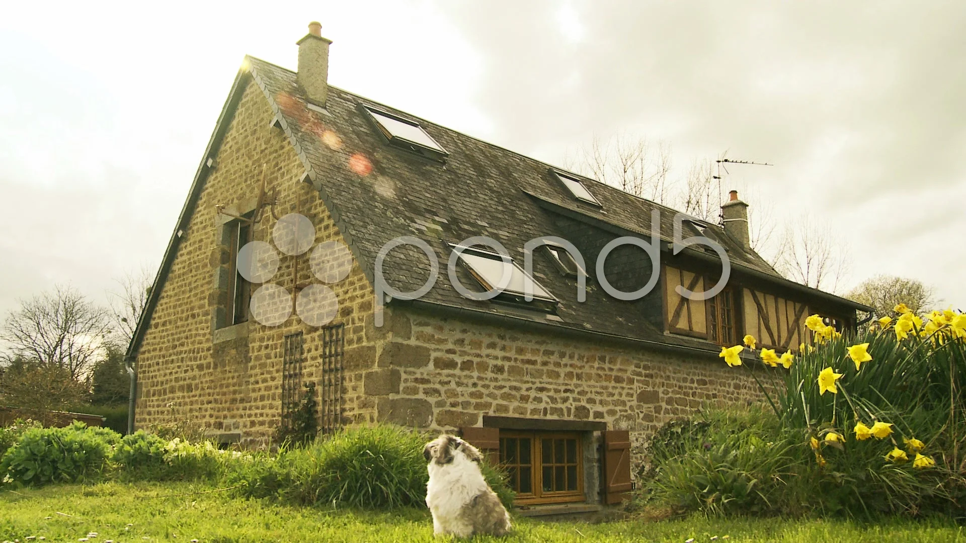 Shih tzu sale cottage