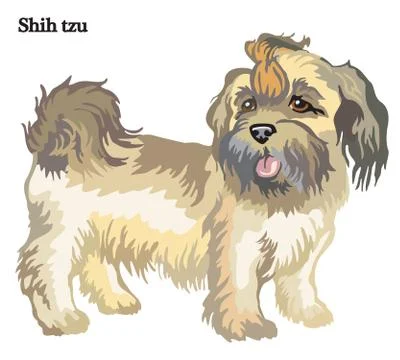 Shih tzu vector illustration Stock Illustration