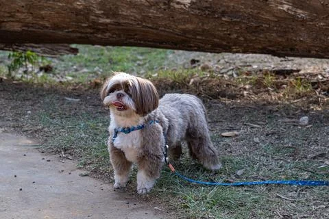 Shih tzu waiting for his owner to arrive under the shade of a fallen tree t.. Stock Photos