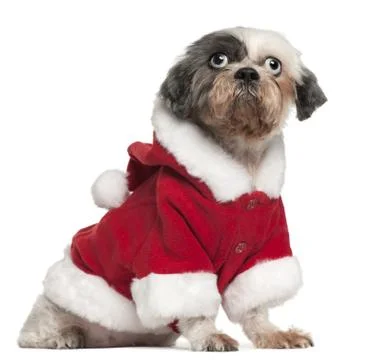 Shih Tzu wearing Santa outfit, 12 and a half years old, sitting in front of whit Stock Photos