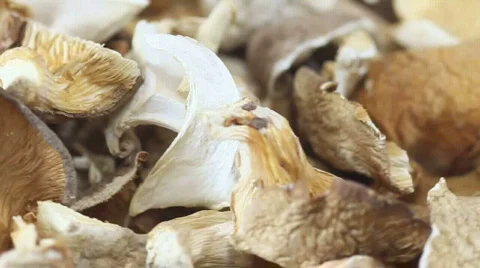 Shii Take Stock Footage 572101