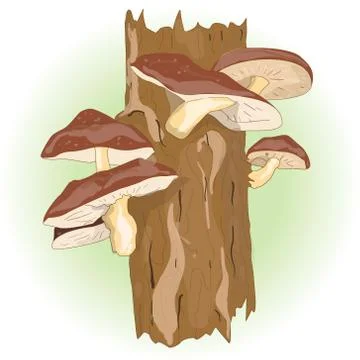 Shiitake mushroom growing on trees Stock Illustration
