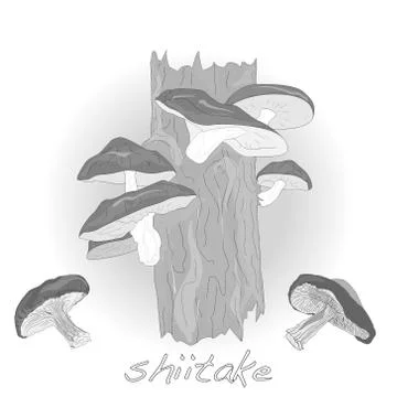 Shiitake mushroom growing on trees Stock Illustration