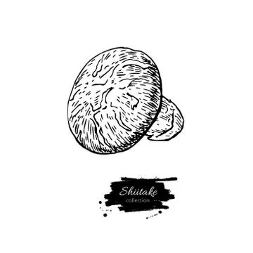 Shiitake mushroom hand drawn vector illustration. Sketch food dr Stock Illustration