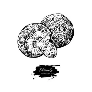 Shiitake mushroom hand drawn vector illustration. Sketch food dr Stock Illustration