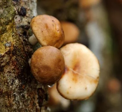 Shiitake mushroom Stock Photos