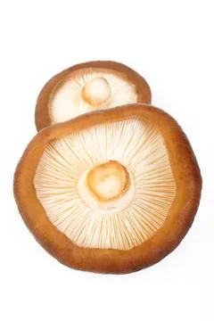 Shiitake mushroom Stock Photos