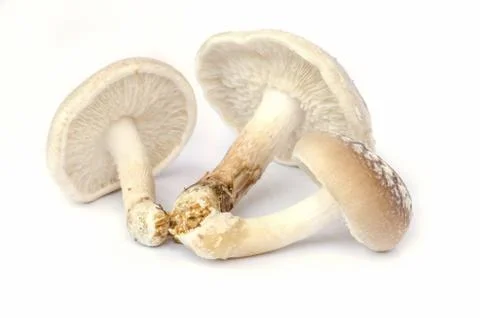 Shiitake mushroom. Fotos de archivo