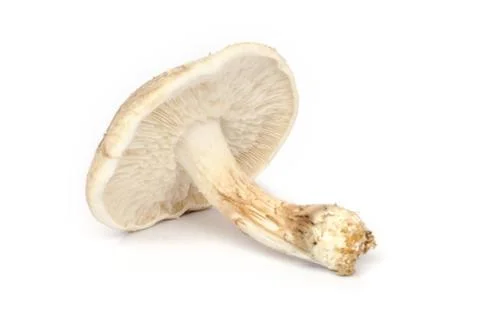 Shiitake mushroom. Stock-Fotos