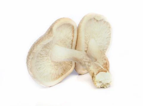 Shiitake mushroom. Stock-Fotos