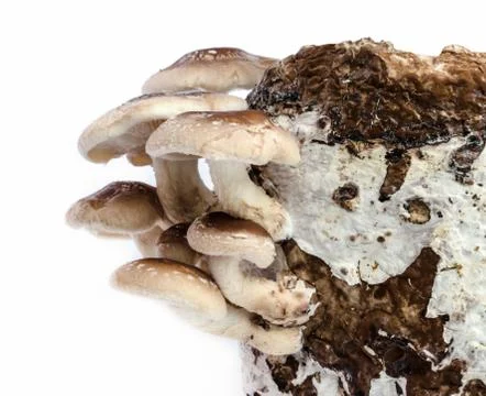 Shiitake mushroom. Stock-Fotos