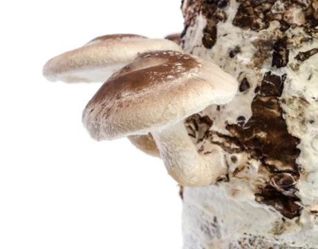Shiitake mushroom. 스톡 사진