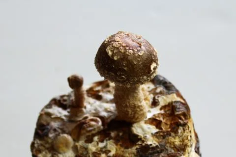 Shiitake on a mushroom substrate Stock Photos