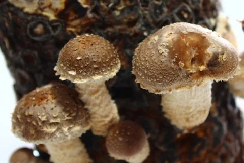 Shiitake on a mushroom substrate Stock Photos