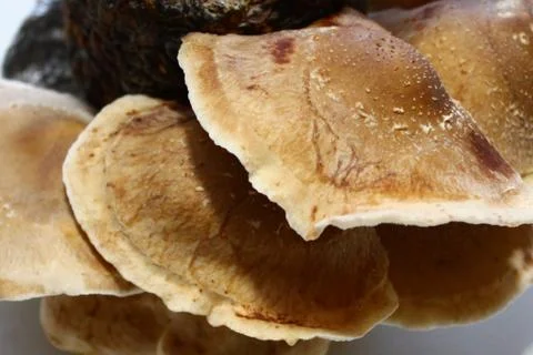 Shiitake on a mushroom substrate Stock Photos