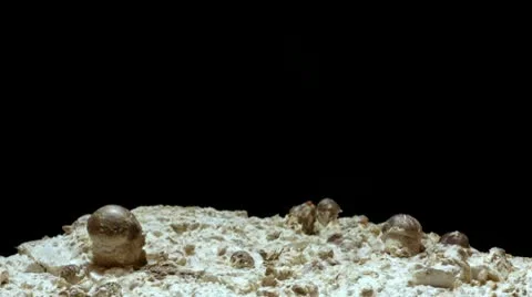 Shiitake Mushroom Timelapse Stock Footage