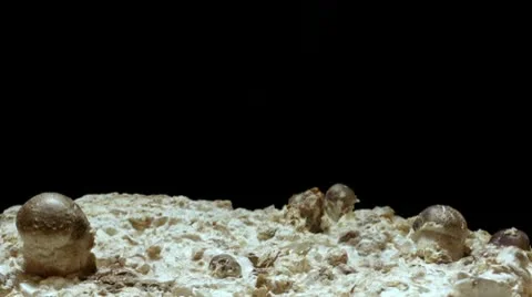 Shiitake Mushroom Timelapse Stock Footage 10759464