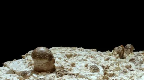 Shiitake Mushroom Timelapse Stock Footage 10759947