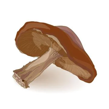 Shiitake mushroom vector Stock Illustration
