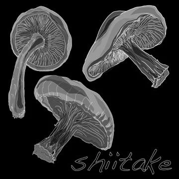 Shiitake mushroom vector Stock Illustration