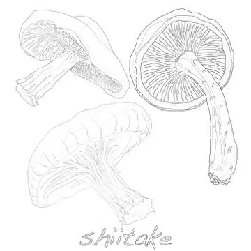Shiitake mushroom vector Stock Illustration