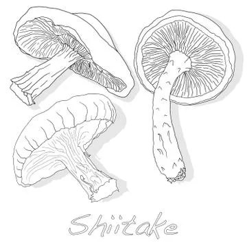Shiitake mushroom vector illustration Stock Illustration