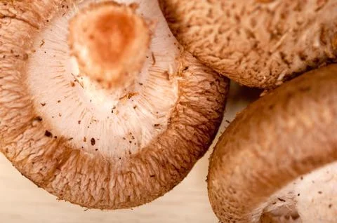Shiitake mushrooms Stock Photos