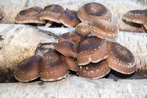 Shiitake mushrooms Stock Photos