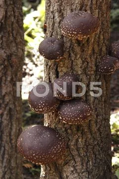 Shiitake Mushrooms Stock Photos