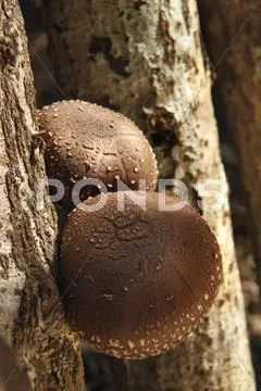 Shiitake Mushrooms Stock Photos