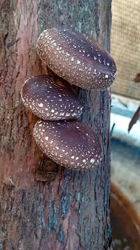 Shiitake Foto stock