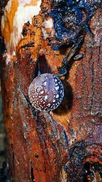 Shiitake Stock Photos