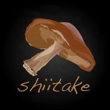 Shiitake vector illustration Stock Illustration