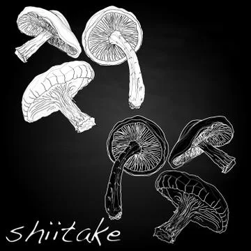 Shiitake vector illustration Stock Illustration