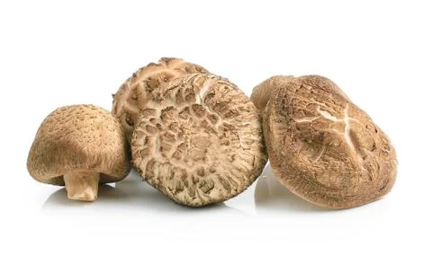 Shiitake on white background Stock Photos