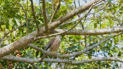 Shikra (Accipiter badius) Stock Footage 282690606