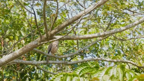 Shikra (Accipiter badius) Stock Footage 282690707