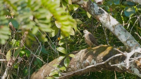 Shikra (Accipiter badius) Stock Footage 282690941