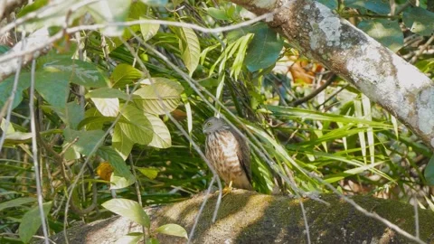 Shikra (Accipiter badius) Stock Footage 282691101