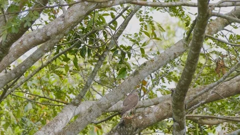 Shikra (Accipiter badius) Stock Footage 282691433