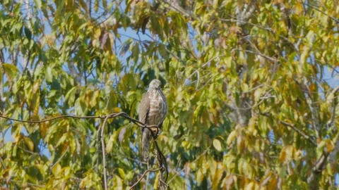 Shikra (Accipiter badius) Stock Footage 282692275