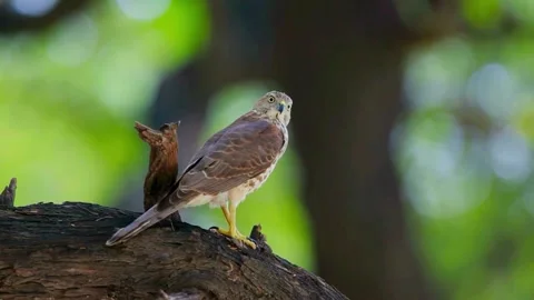 Shikra (Accipiter badius) Stock Footage 282692990